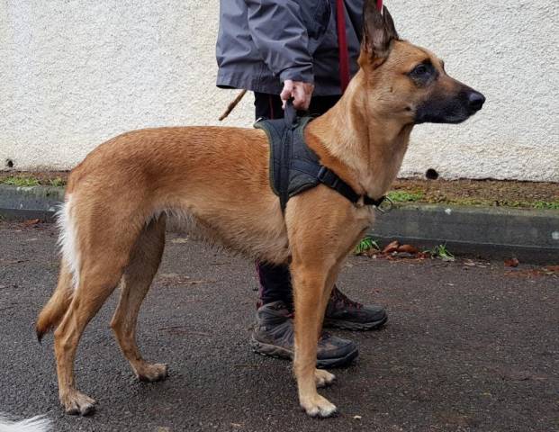 Chienne Malinois à adopter