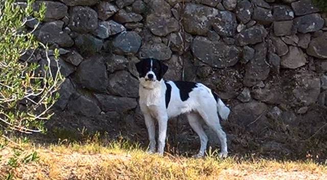 Donne chien mâle Montagne des Pyrenées (Patou) croisé Border Collie