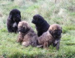 chiot