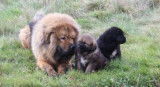 Magnifique Mastiff Tibétain