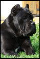 Chiots de race Cane Corso &agrave; vendre (3 femelles & 1 m&acirc;le)
