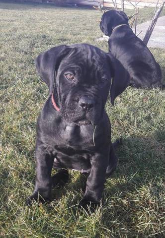 Chiots de race Cane Corso à vendre (3 femelles & 1 mâle)