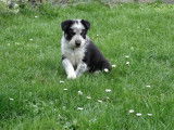 Chiots Border Collie &agrave; vendre