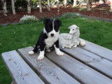 Chiots Border Collie &agrave; vendre