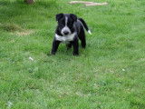 Chiots Border Collie &agrave; vendre