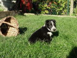 Chiots Border Collie &agrave; vendre