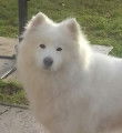 Recherche mâle Samoyède pour saillie