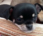 Chihuahua non LOF à vendre