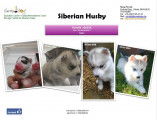 Siberian Husky &agrave; vendre
