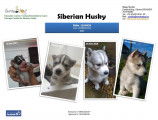 Siberian Husky &agrave; vendre