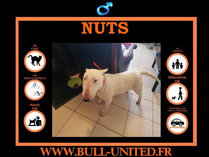 Nuts, Bull Terrier à vendre