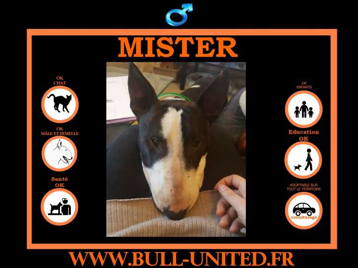 Mister, Bull Terrier à vendre