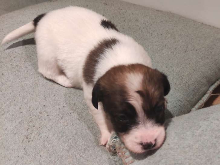 Superbes Chiots Jack Russell A Poil Dur Avec Pedigree A Vendre Petite Annonce Chien