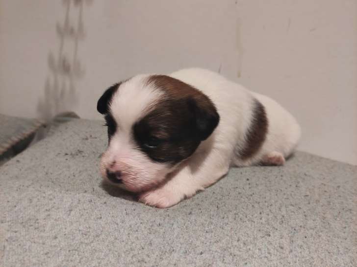 Superbes Chiots Jack Russell A Poil Dur Avec Pedigree A Vendre Petite Annonce Chien