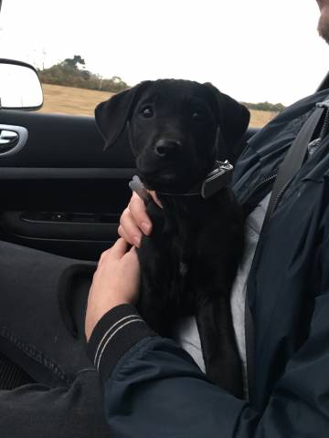 Donne Labrador noir de 5 mois