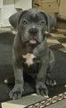 Chiots Cane Corso gris à vendre