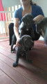 Chiots Cane Corso gris à vendre