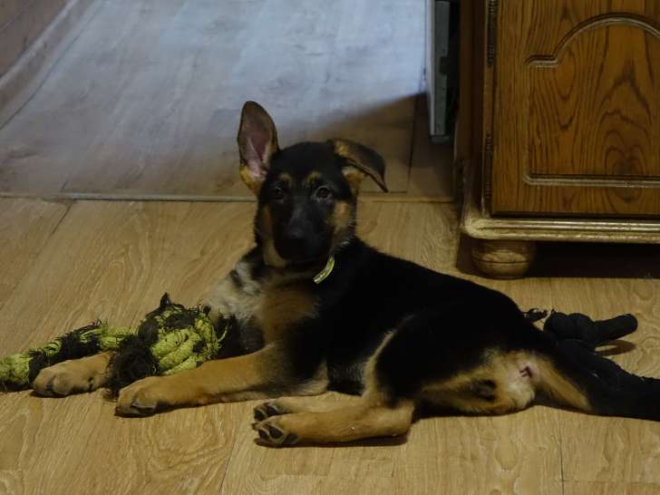 Chiots Bergers Allemands à vendre