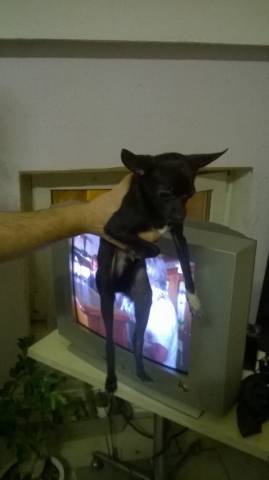 Chihuahua de 7 mois à vendre