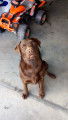 Labrador chocolat disponible pour saillie