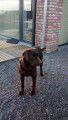 Labrador chocolat disponible pour saillie