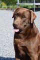 Labrador chocolat disponible pour saillie