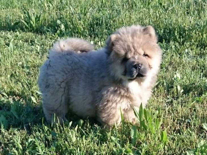 Femelle chow-chow disponible