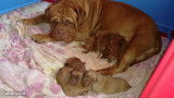 Chiots de race Dogue de Bordeaux à vendre (3 femelles & 5 mâles)