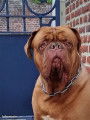 Chiots de race Dogue de Bordeaux à vendre (3 femelles & 5 mâles)