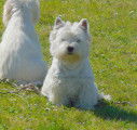 Mâle Westie LOF avec très bon pedigree pour saillie