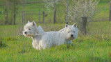 Mâle Westie LOF avec très bon pedigree pour saillie
