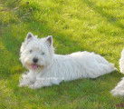 Mâle Westie LOF avec très bon pedigree pour saillie