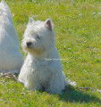 Mâle Westie LOF avec très bon pedigree pour saillie