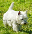 Mâle Westie LOF avec très bon pedigree pour saillie