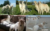 BARZOI magnifiques femelles et m&acirc;les