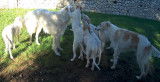 BARZOI magnifiques femelles et m&acirc;les