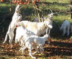 BARZOI magnifiques femelles et m&acirc;les