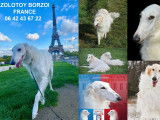 BARZOI magnifiques femelles et m&acirc;les