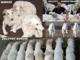 BARZOI magnifiques femelles et m&acirc;les
