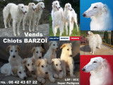 BARZOI magnifiques femelles et m&acirc;les