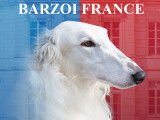 BARZOI magnifiques femelles et m&acirc;les