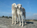 BARZOI magnifiques femelles et m&acirc;les