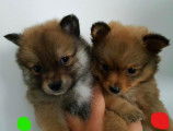 Adorables chiots Spitz nains et petits à vendre