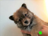 Adorables chiots Spitz nains et petits à vendre