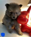Adorables chiots Spitz nains et petits à vendre