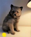 Adorables chiots Spitz nains et petits à vendre