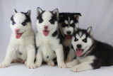 Chiots Huskys à vendre