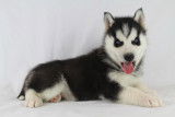 Chiots Huskys à vendre