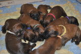 Chiots Berger de Brie fauve