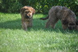Chiots Berger de Brie fauve